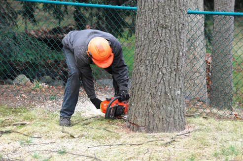 An image of Tree Removal in Euclid, OH