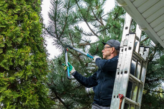 An image of Tree Trimming in Euclid, OH